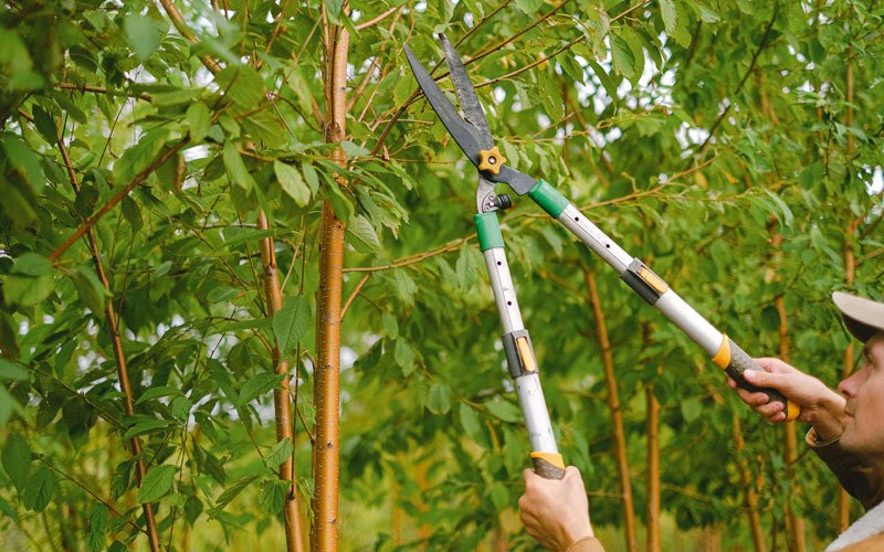 Tree trimming in Buchanan, ND