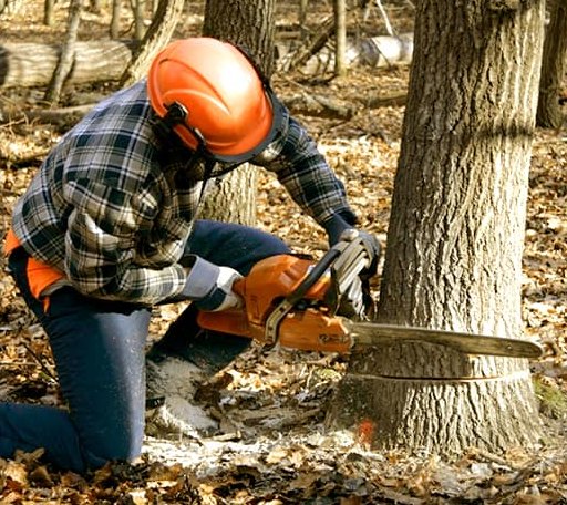 Tree Removal in Buchanan, ND